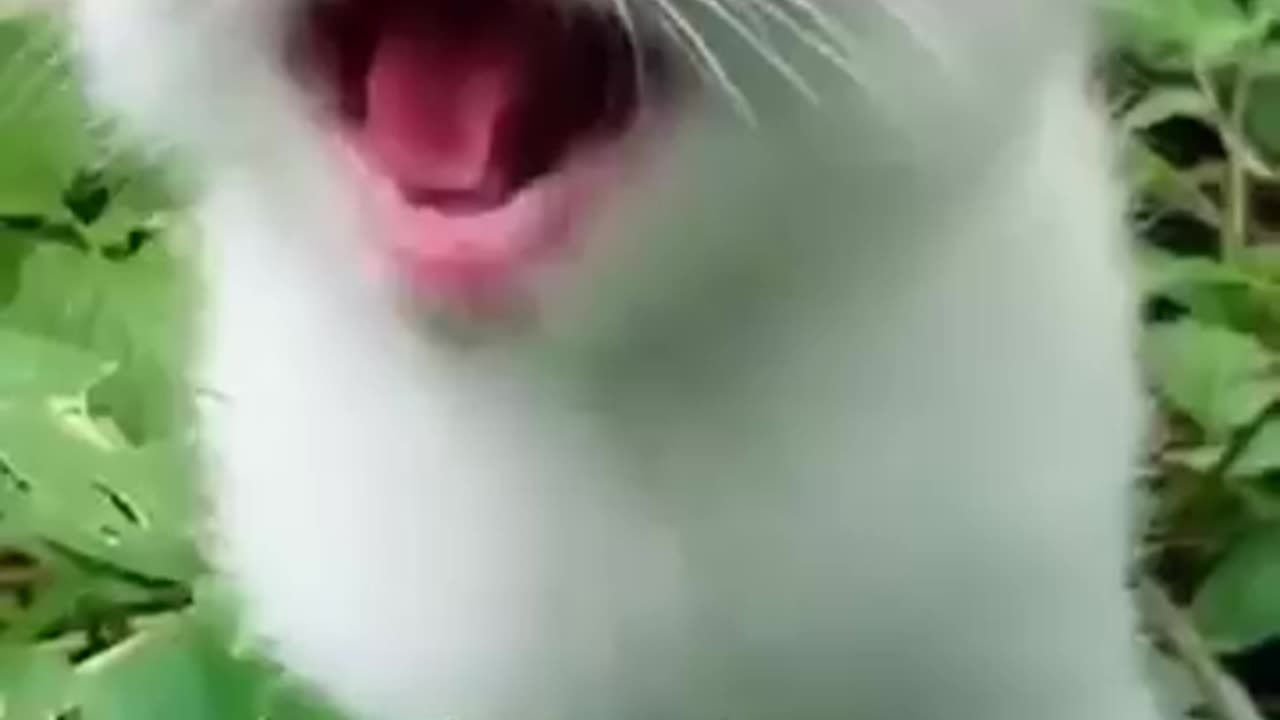 ❤️cute cat meowing