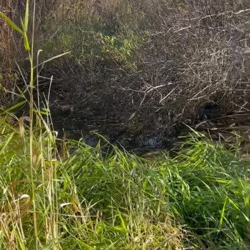 Where cackling homer…