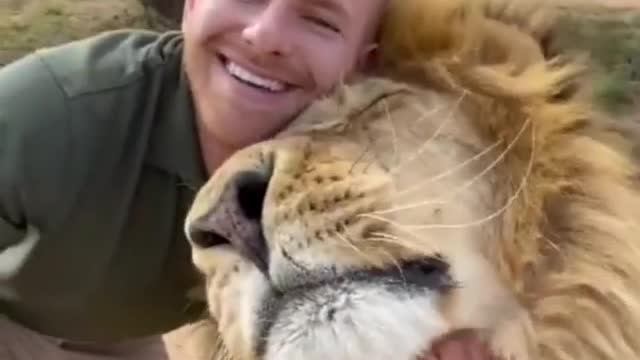 Sweet friendship between lion and human