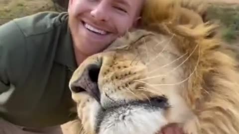 Sweet friendship between lion and human