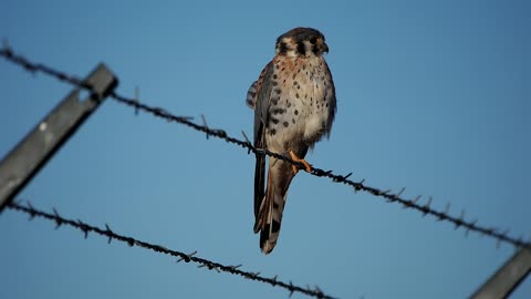 American Kestrel