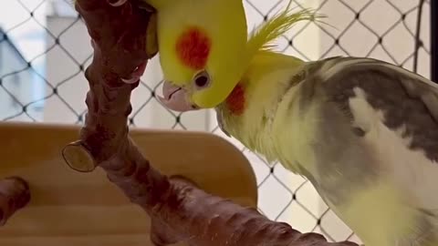 Lovely Cockteils| Cute Parrots | Funny Birds | Lovely Birds | Cute Bitds 🦜❤️