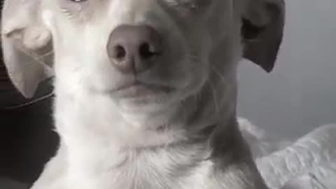 DOG SAD MOM HAS TO GO TO WORK