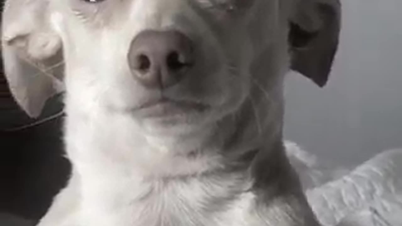 DOG SAD MOM HAS TO GO TO WORK