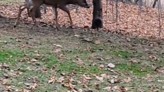 Deer in the backyard. I love nature. Enjoying the outdoors