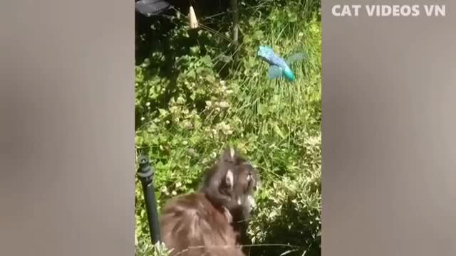 This cat loves and funny amazing video