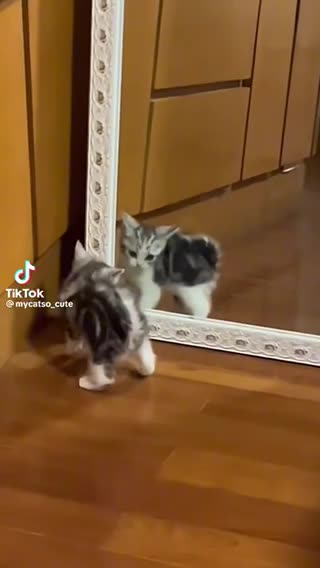 Funny kitten