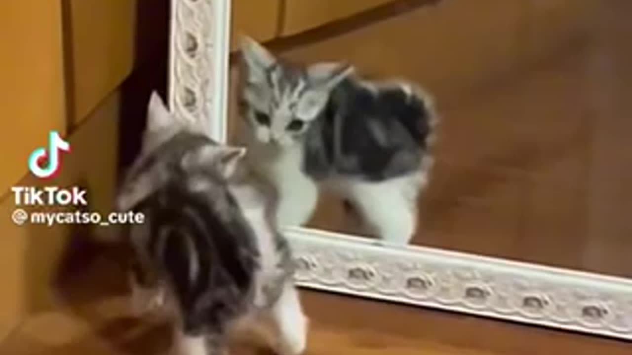 Funny kitten