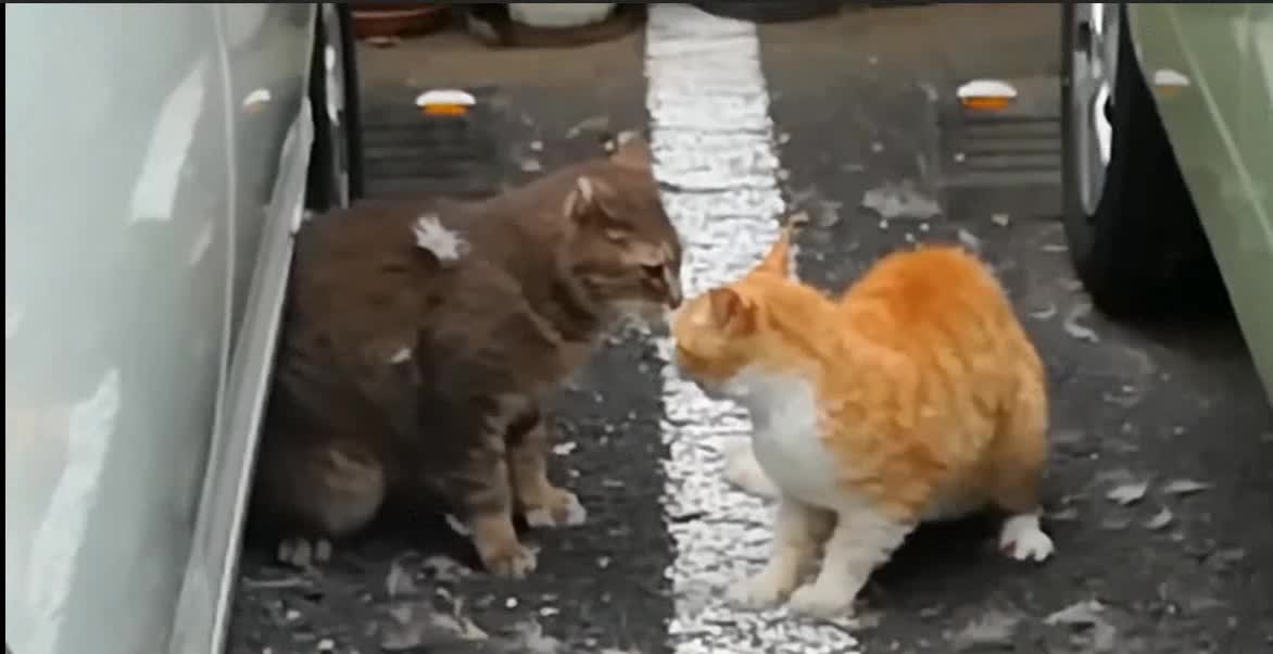 Terrible cat fight over territory dispute-2