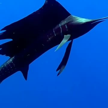 THE FASTEST FISH IN THE WORLD.