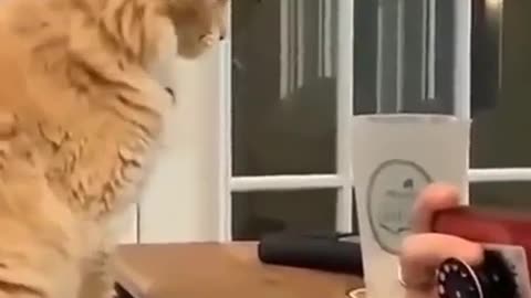 Funny cats