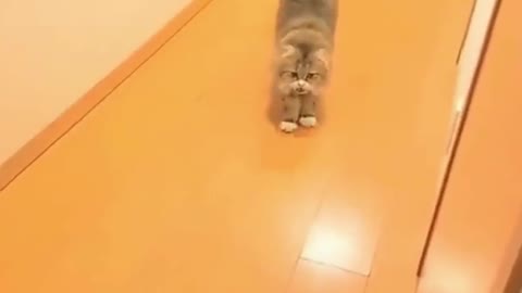 The cat gets up to eat