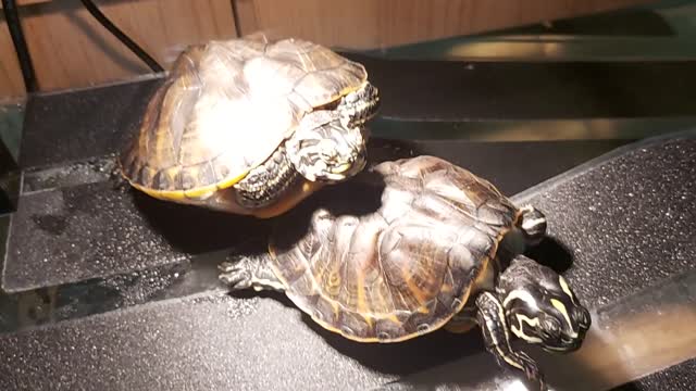 turtlles' tanning