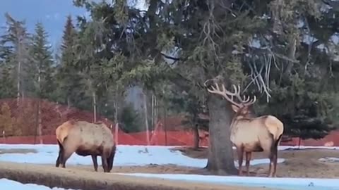 Animal: Bull Elks fight and one of them loses antlers