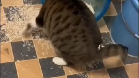 Litter Box Adventure Gone Wrong ! Cat Funny Videos