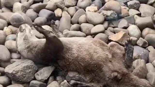 The otter plays with rocks