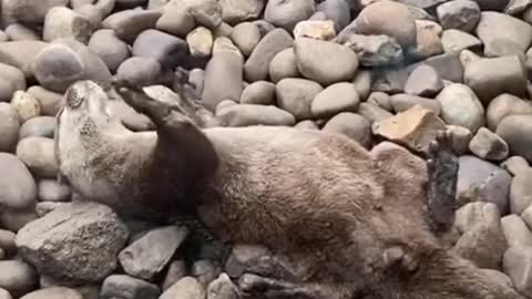 The otter plays with rocks