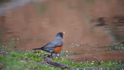 Bird Small Animal Feathers River Drinking Hopping