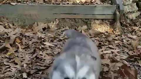 The dog is too powerful