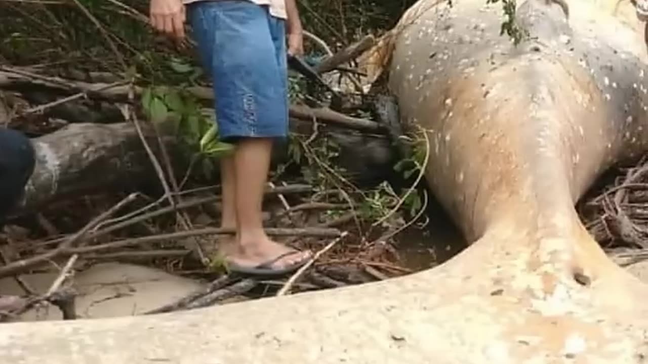 Mysterious Things Found In Forest..!🔥😳 #shorts #viral #forest