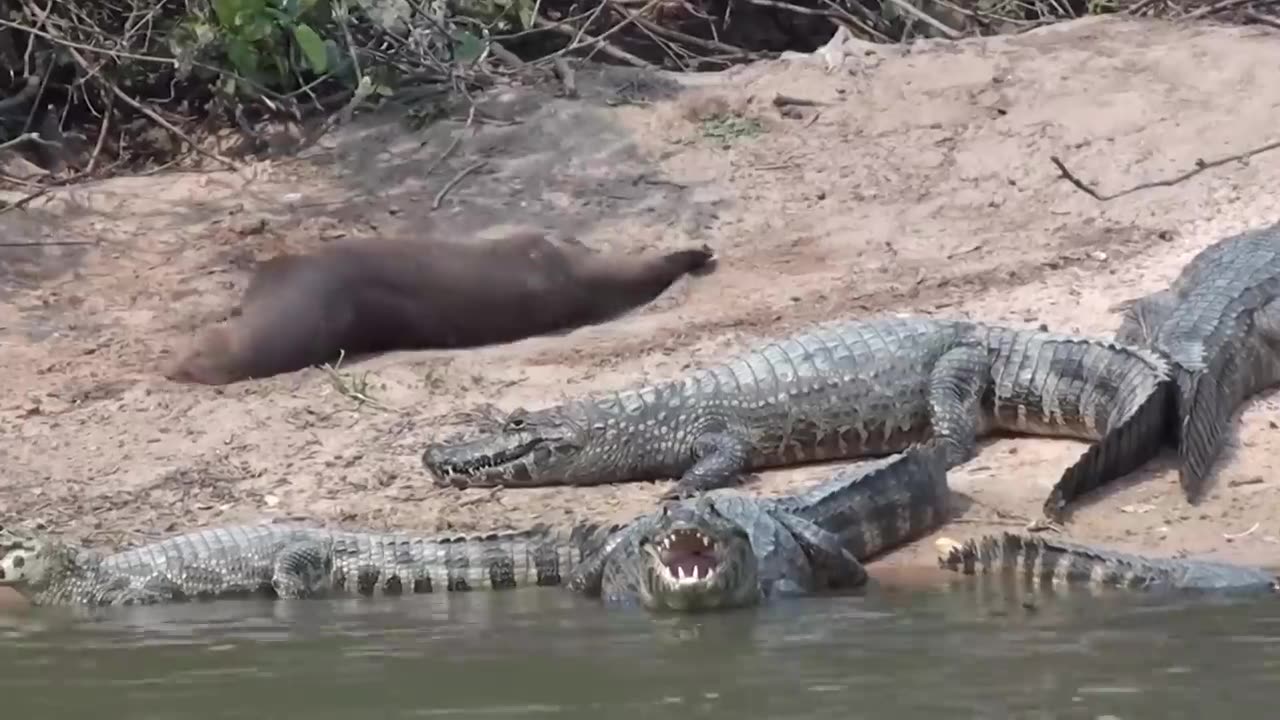 World of the Wild___Interesting Animal Moments Filmed In The Amazon