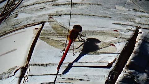 Dragonfly