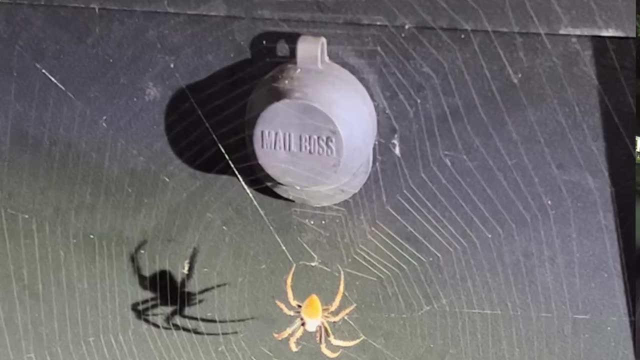 Spider Mail Tampering - Federal Crime?