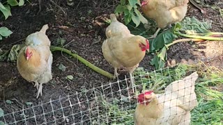 OMC! Trying 2 get amazing chicken footage isn't always easy but this is OK! #chickens #hens #shorts