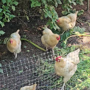 OMC! Trying 2 get amazing chicken footage isn't always easy but this is OK! #chickens #hens #shorts