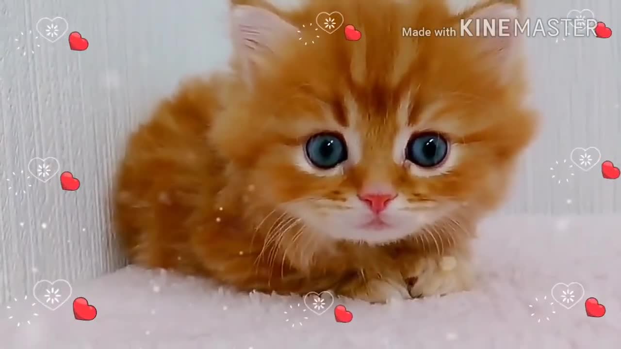 Cutness overloaded💞😻💞|super cute Whatsapp status|must watch|