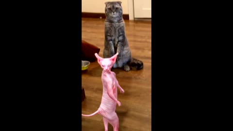 Sphynx cat is dancing in front of another cat.