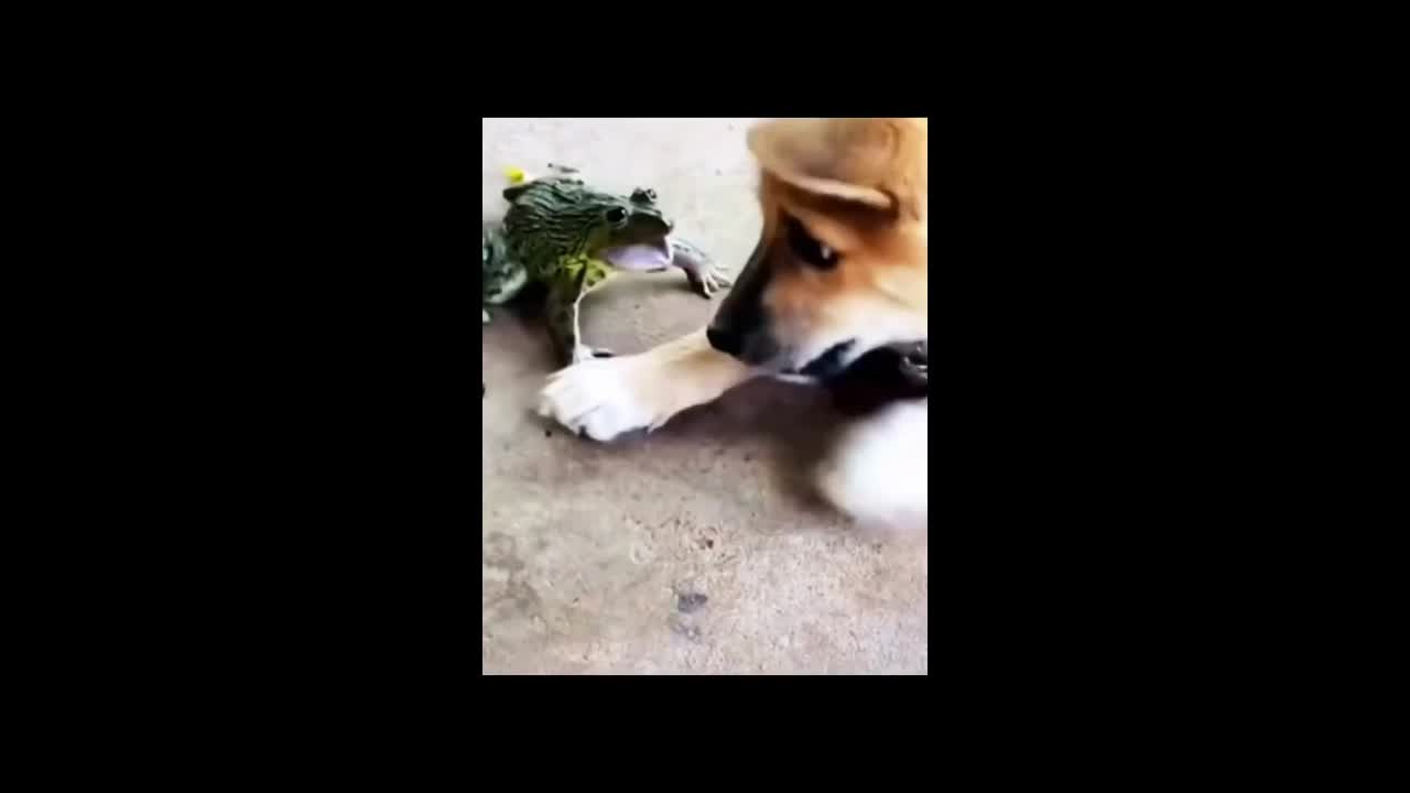 VIEW DOG FUNNY WITH FROG