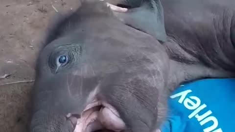 Baby Elephant cuddles with tourist