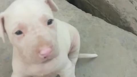 Cute Puppy 🐕 Video