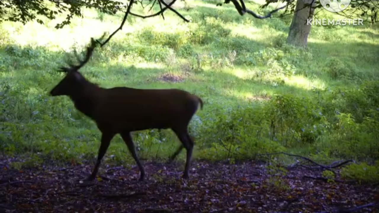 The Nachral wild life status video and tiger