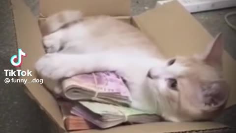 Funny cat guiding his money