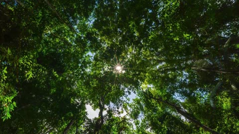 NAture videos