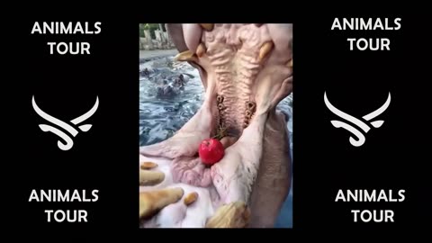 Funny animals