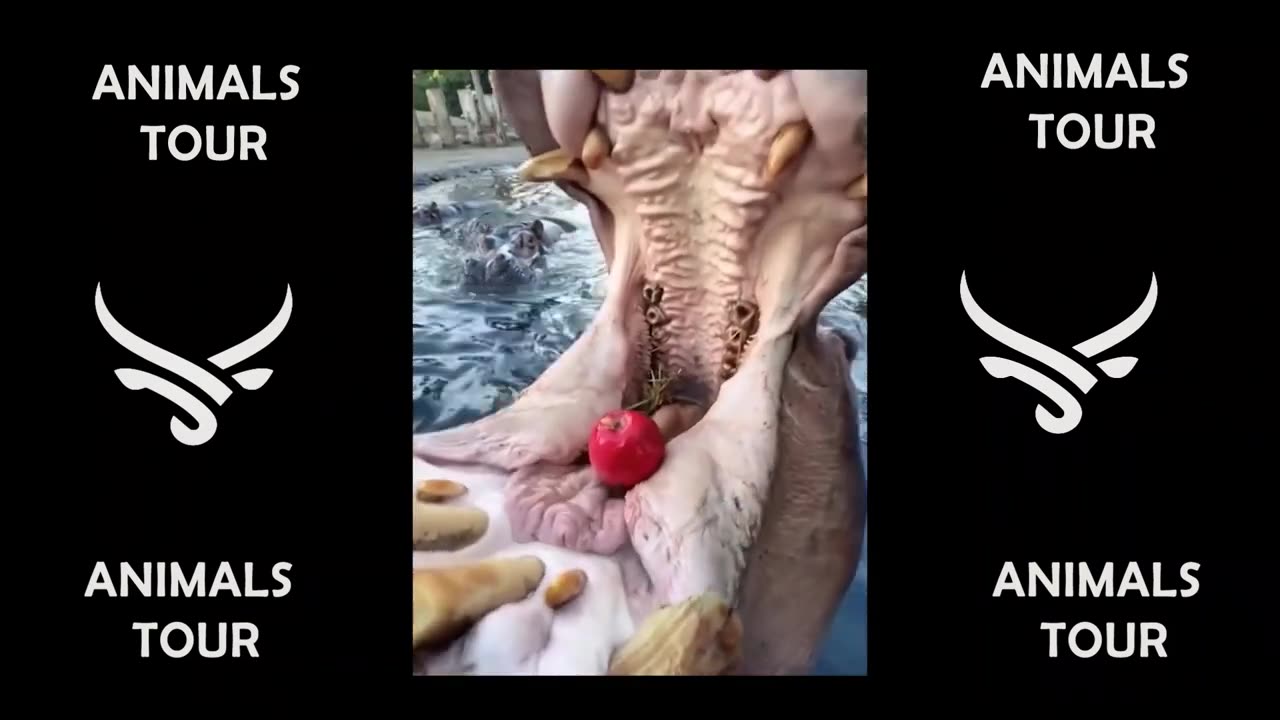Funny animals