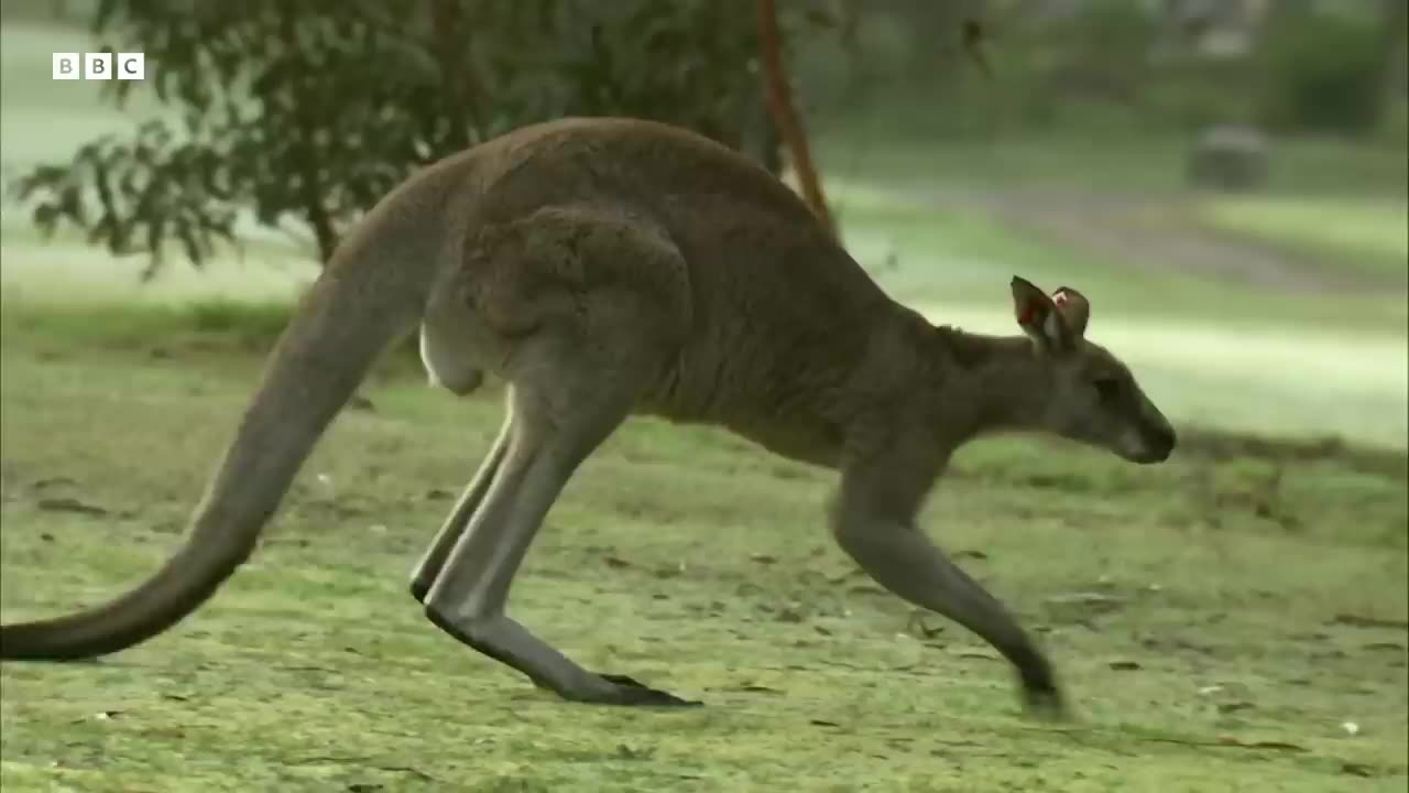 Kangroos take over Australian Gulf Course |Spying the Wildlife | Mystery of Wildlife