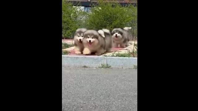 Cute pets, cute life, these little cute daily funny and cute