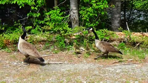 Canada Geese and Goslings