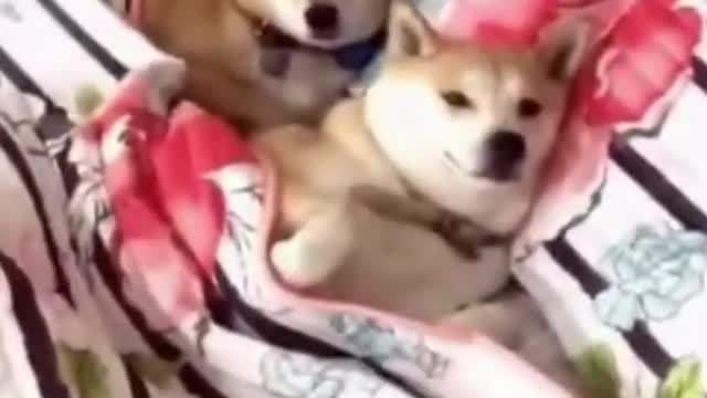 Funniest Animals Video Funny Dogs #funny #funnyvideo #funnyvideos #dog #funnydogs #doglover #animal