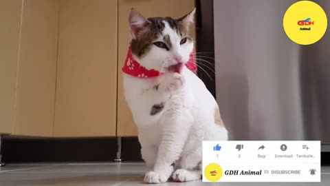 OMG_So_Cute_Cats_♥_Best_Funny_Cat_Videos 2023_Fannuplox_gdhanimal