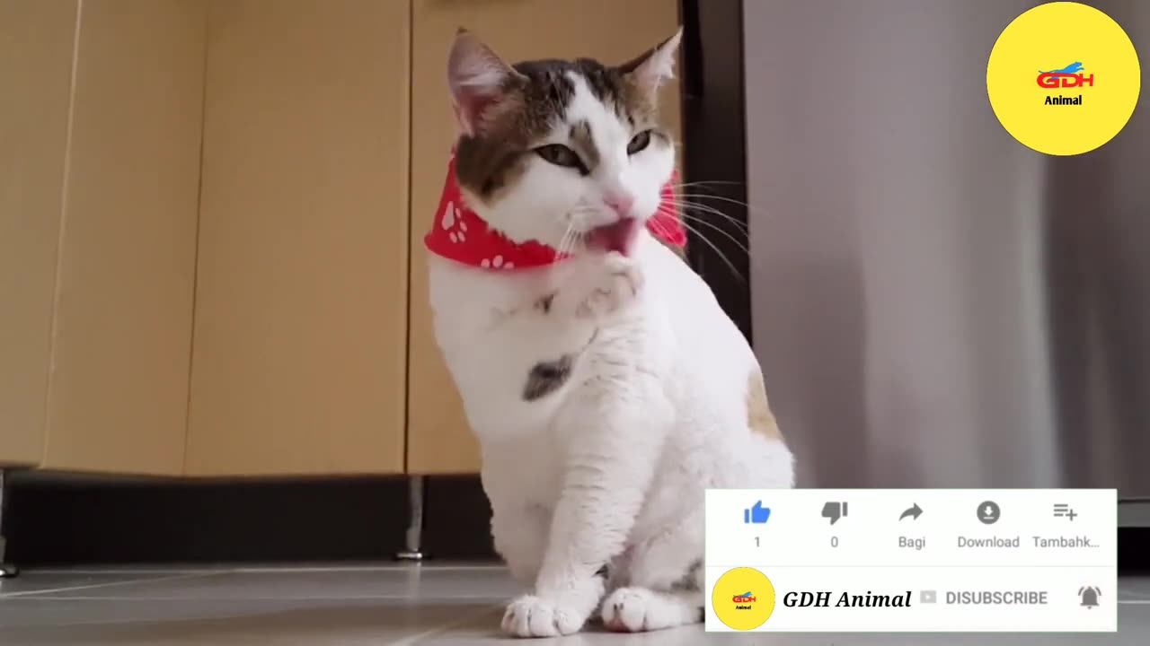 OMG_So_Cute_Cats_♥_Best_Funny_Cat_Videos 2023_Fannuplox_gdhanimal