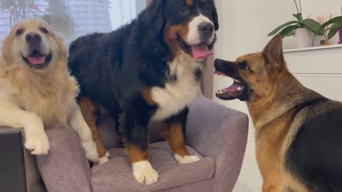 How a Golden Retriever and his friends play