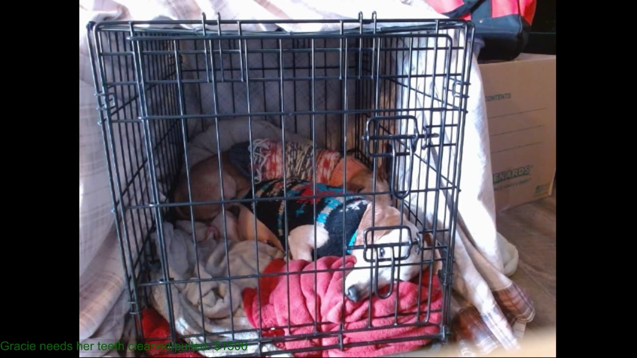 23rd Weenie Stream