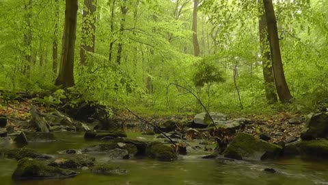 Drone View Of Forest #2