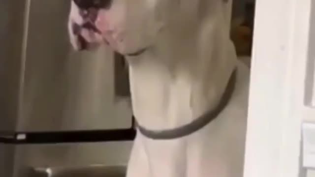 Cute Dog