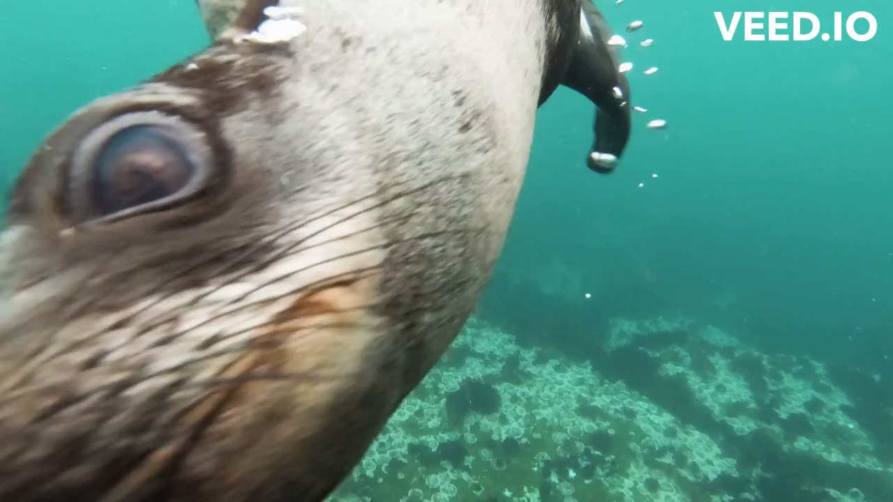 Funny Seal